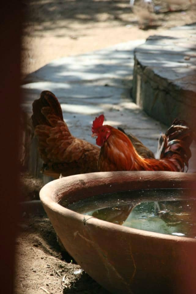 Sunday Farmers Market