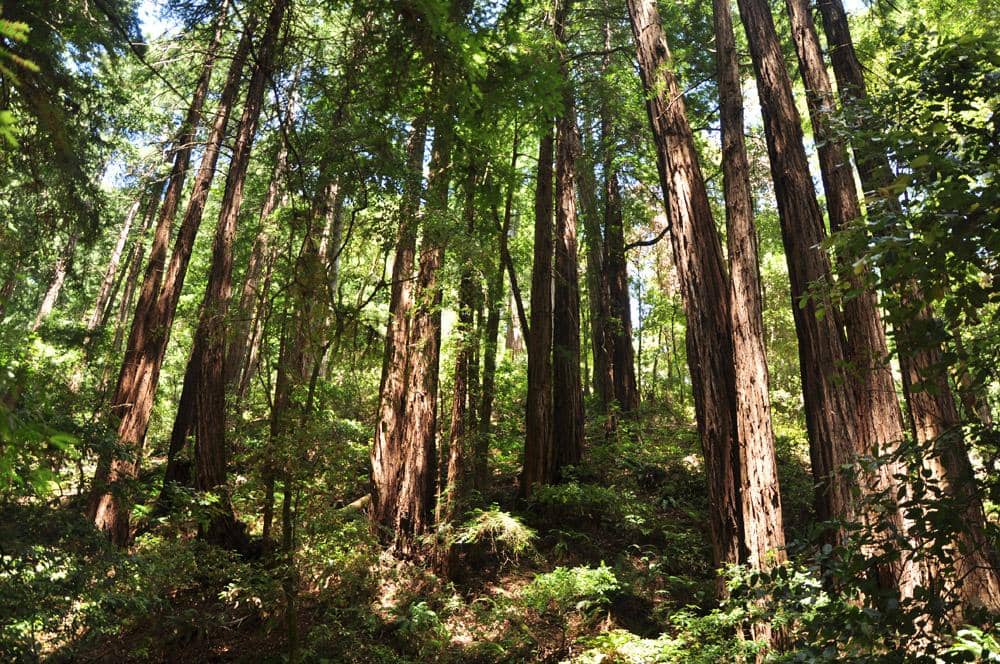 Majestic Redwood Groves