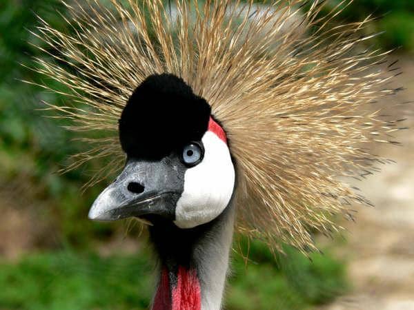 Botanical Garden Oasis