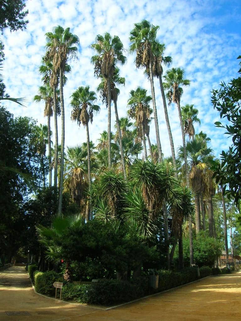 Endangered Species Collection