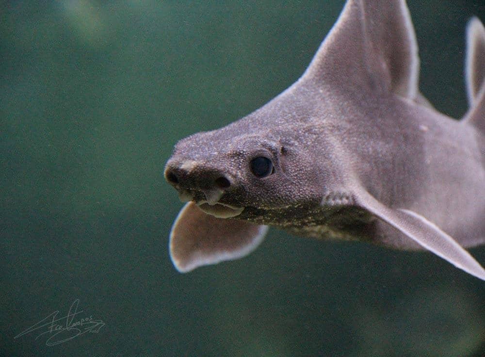 Tabarca Marine Reserve Focus
