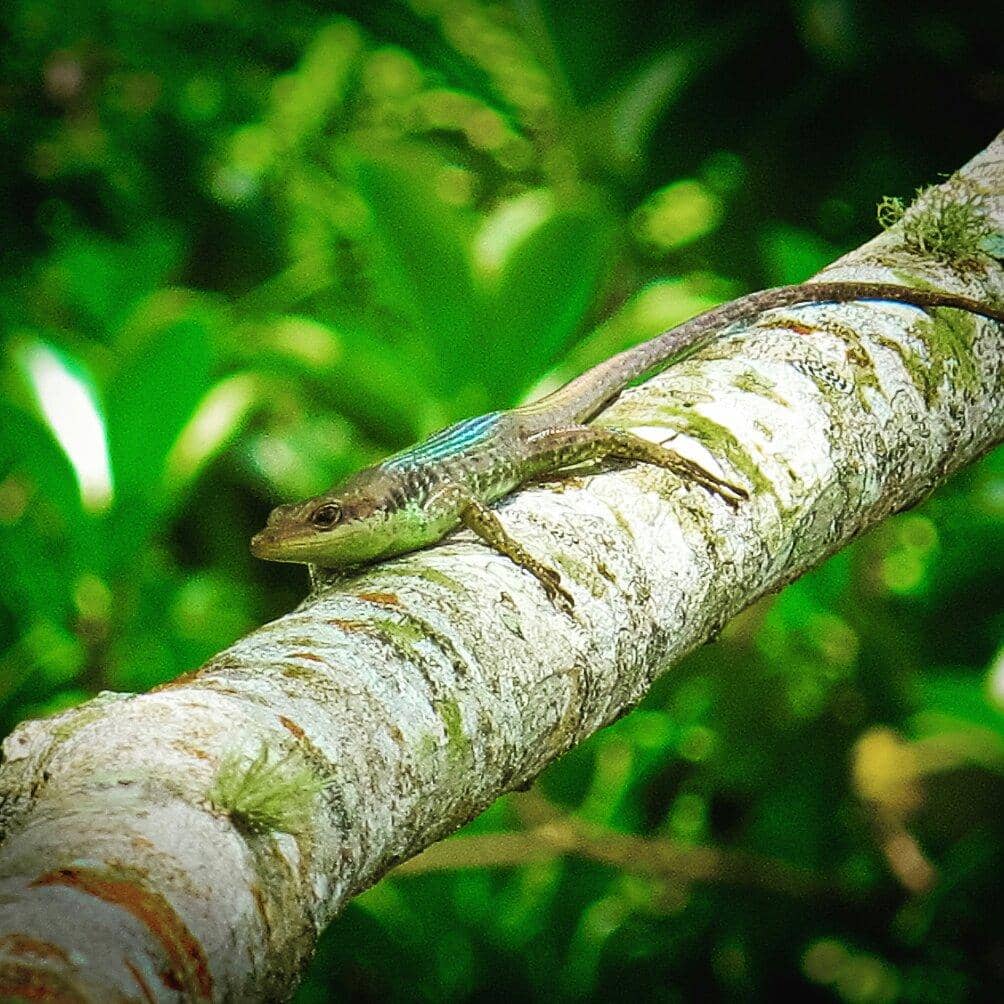 Maungatea Bluff Track