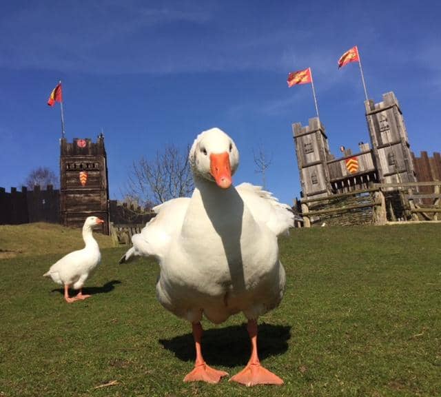 Free-Roaming Animals