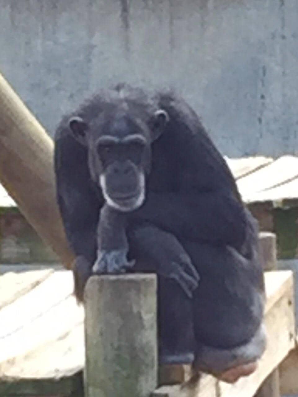 Retired Research Chimps