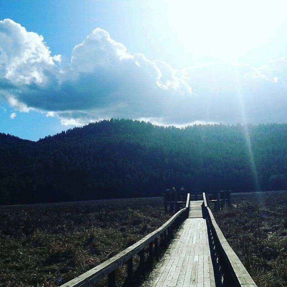 Forest Hiking Trails