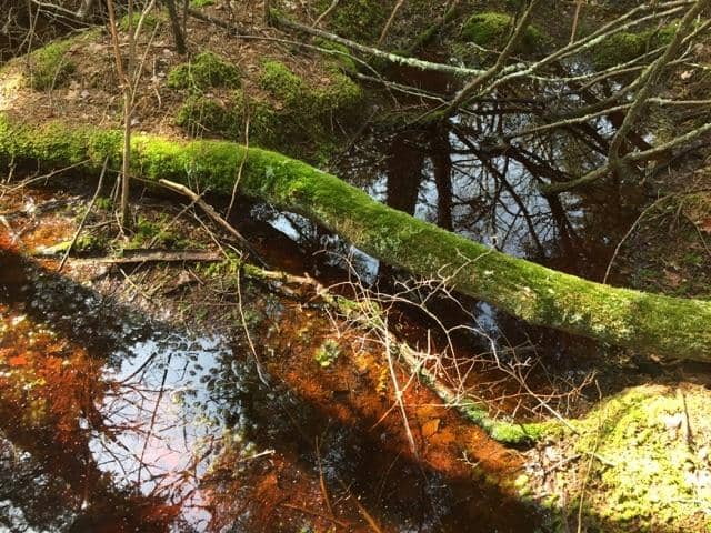 Towering White Cedars