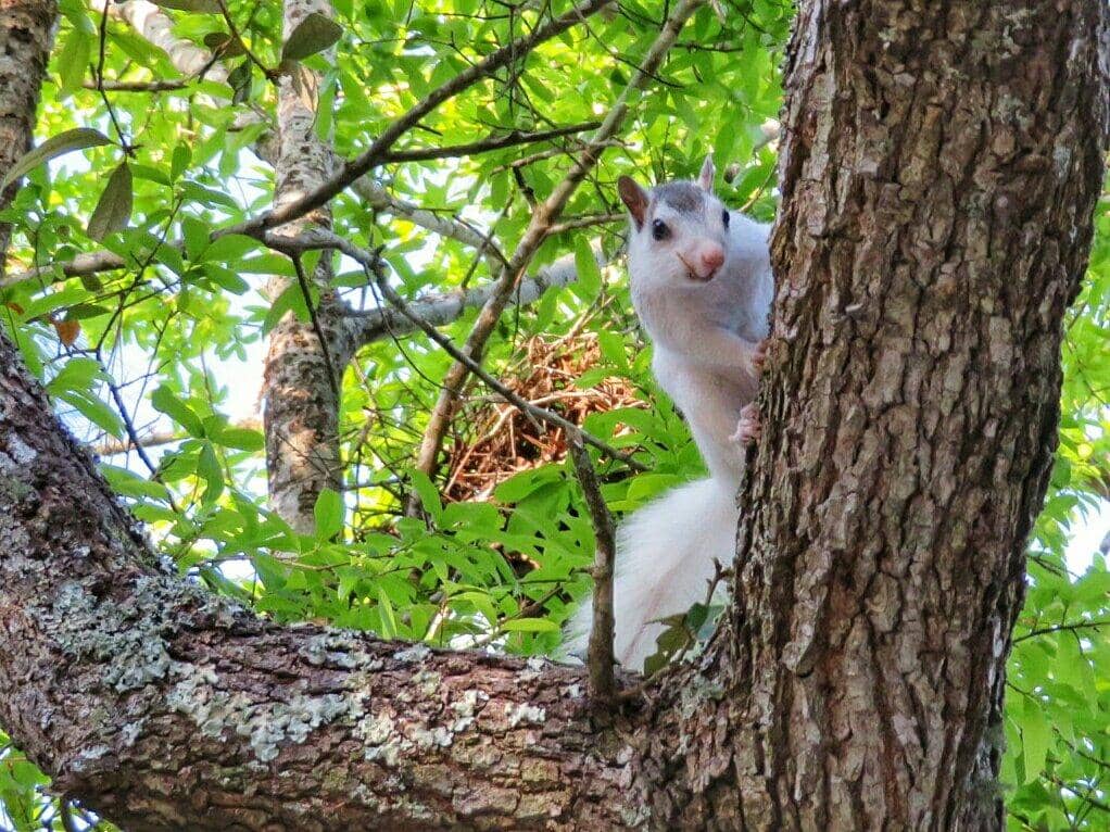 White Squirrel Sightings