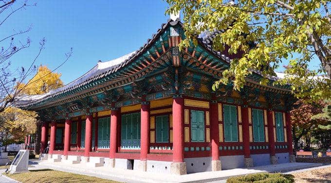 Ancient Zelkova Tree