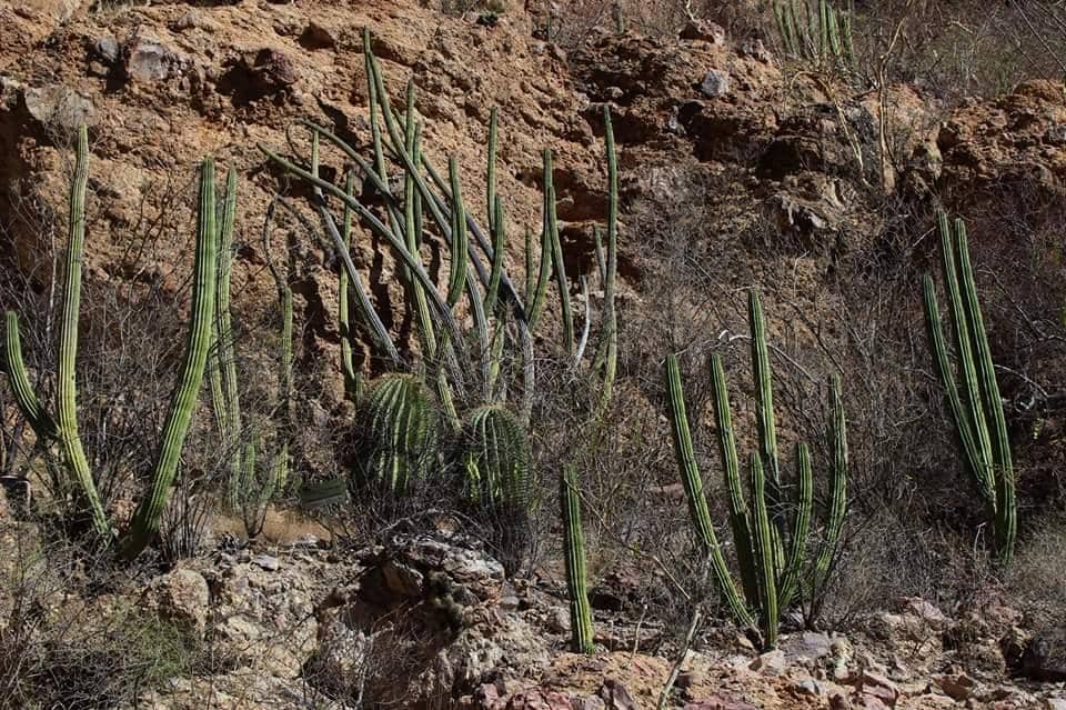 Desert Oasis Ecosystem