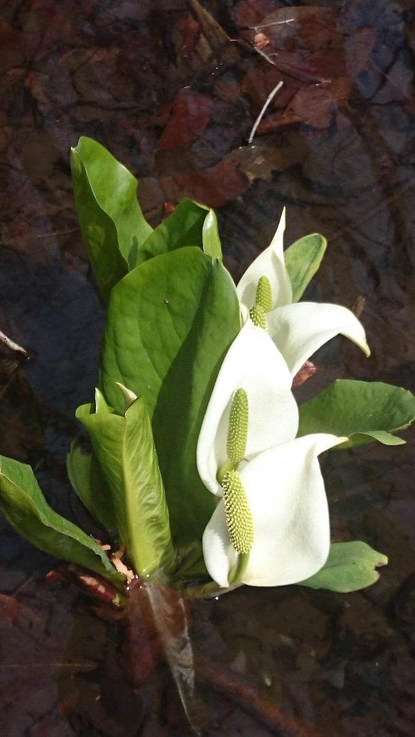 Beech and Skunk Cabbage Line