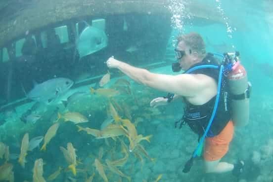 Shark & Sea Lion Shows