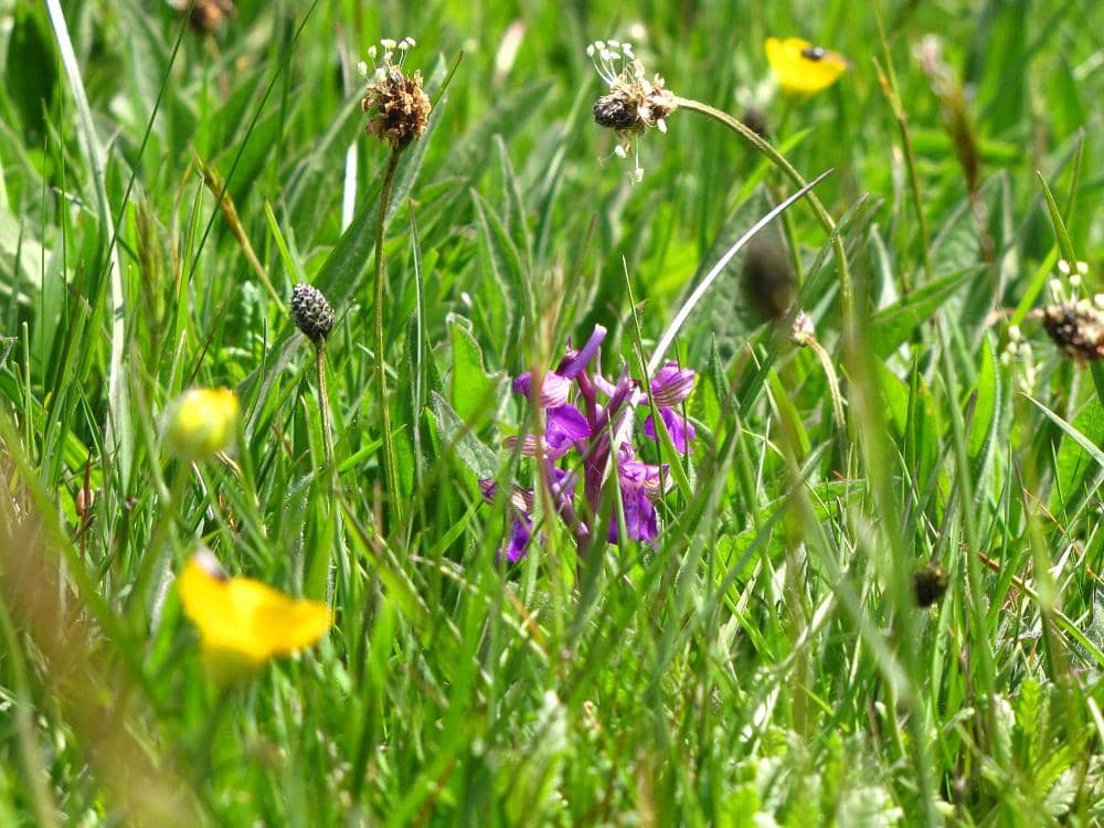 Birdwatching Opportunities