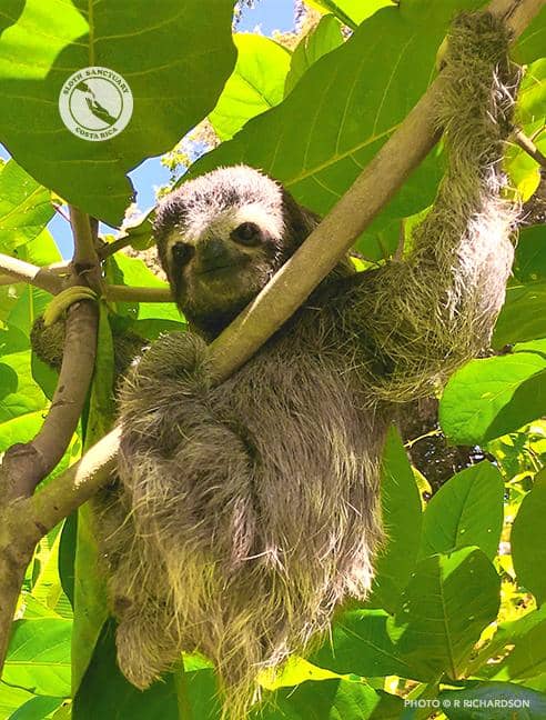 Meet Resident Sloths