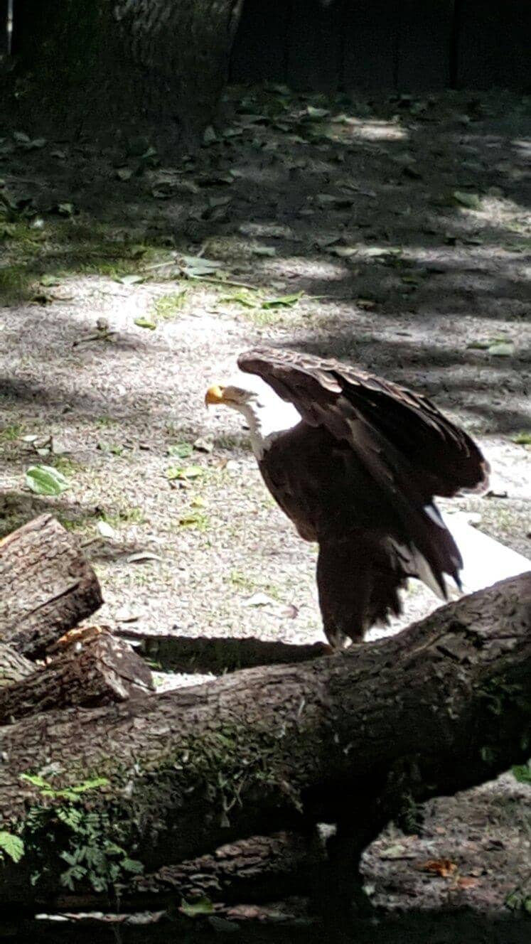 Manatee Viewing Boardwalks