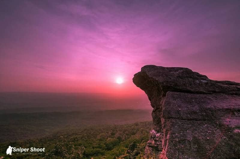 Wild Himalayan Cherry Blossoms