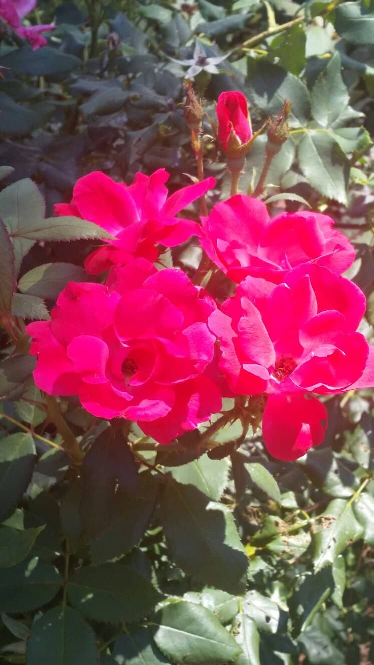 Peaceful Walking Paths