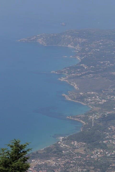 Unique Black Pine Forest