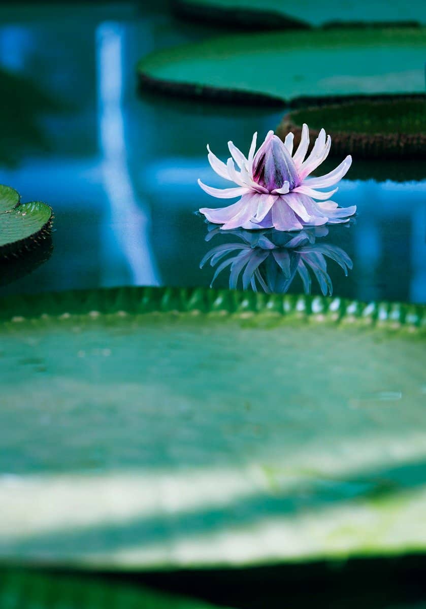 Victoria Amazonica Water Lily