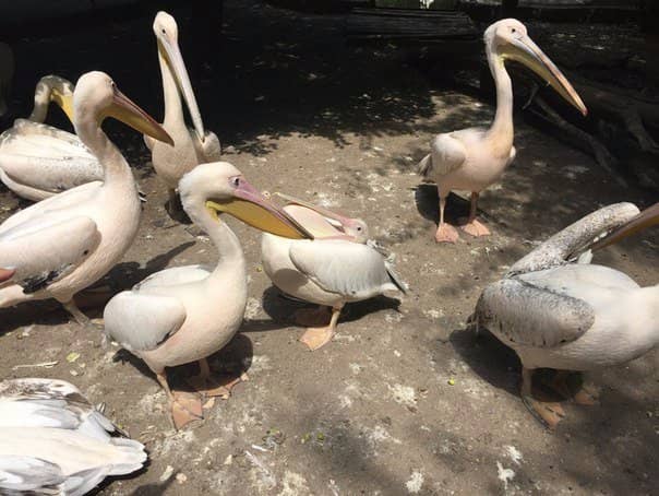 Interactive Feeding Experiences