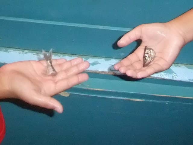 Narragansett Bay Ecosystem