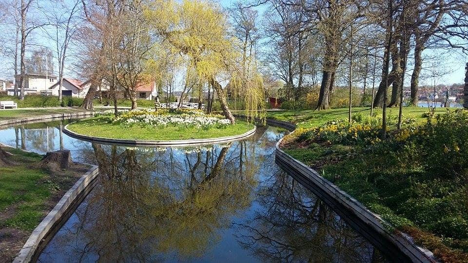 Vibrant Flower Species