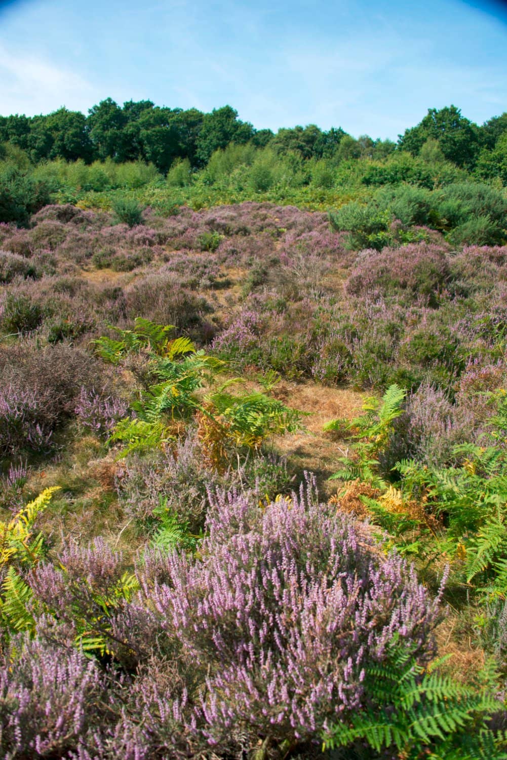 Kinver Edge Hillfort