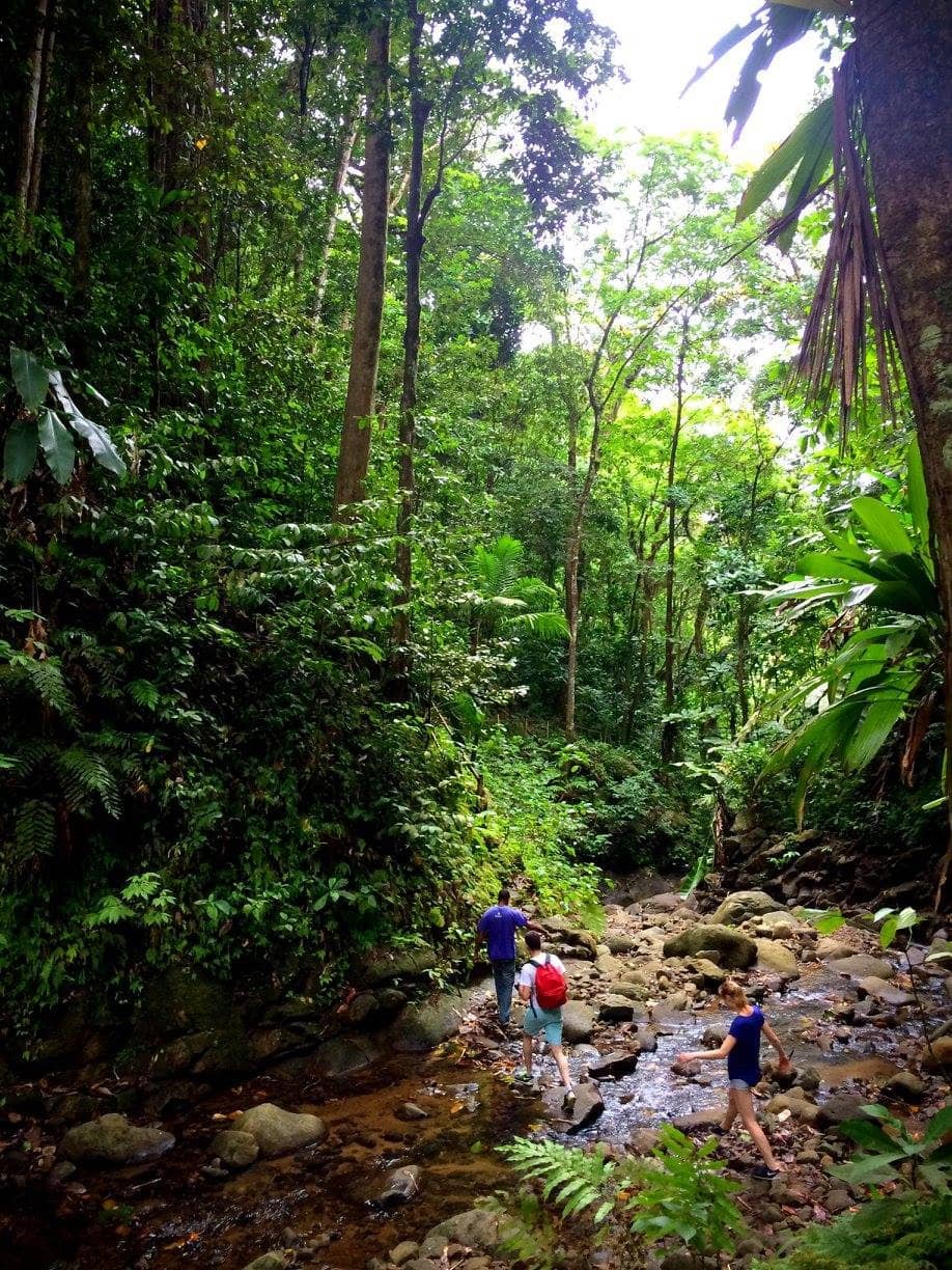 Lush Rainforest Hike