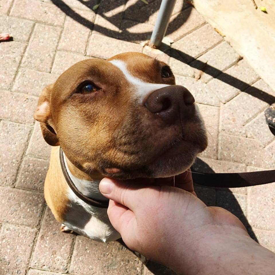 Pet-Friendly Patio Dining