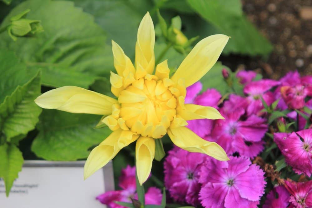 Included Amusement Rides