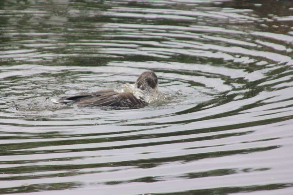 Farm Animal Encounters