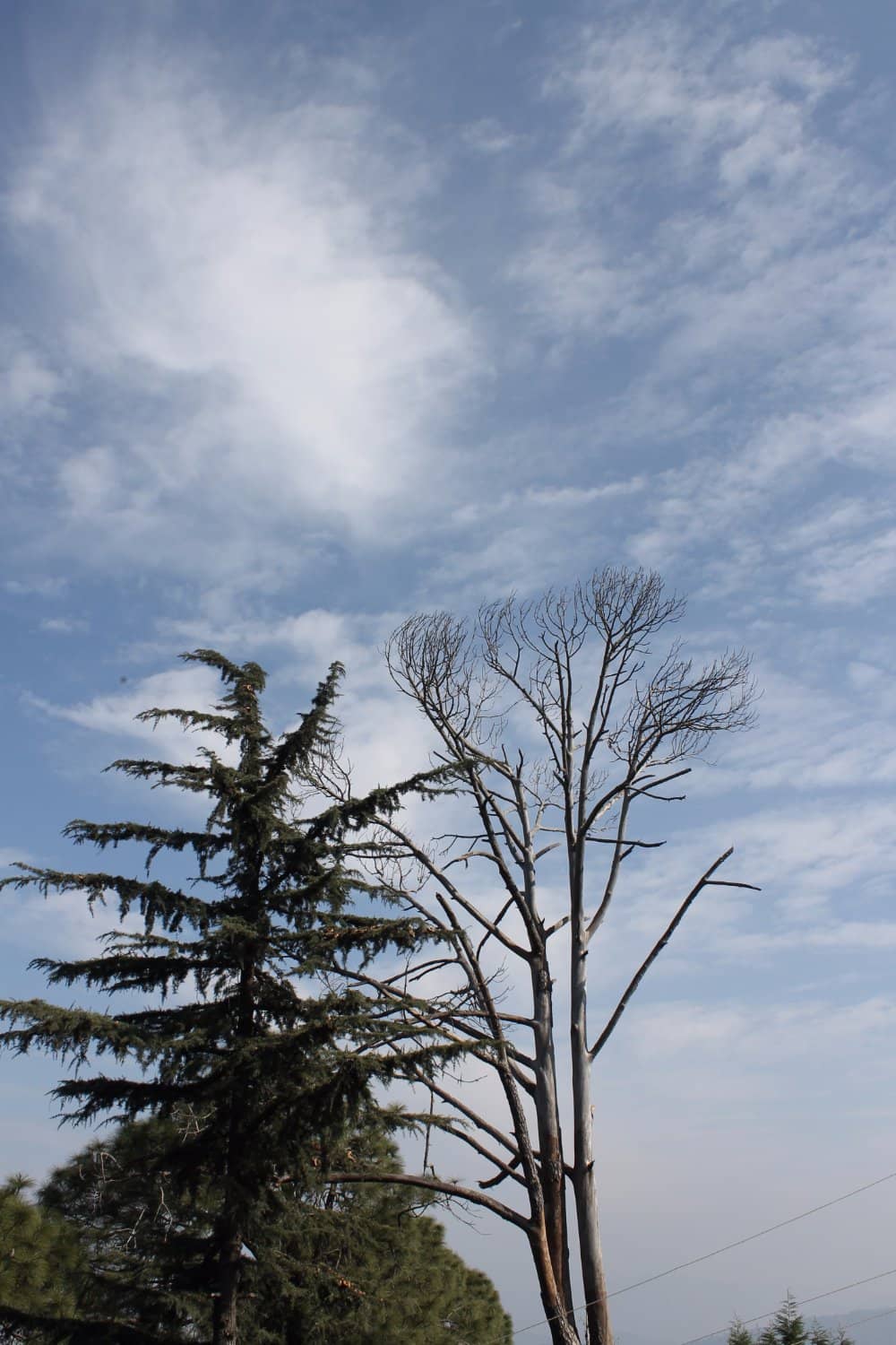 Historic Vaccine Production