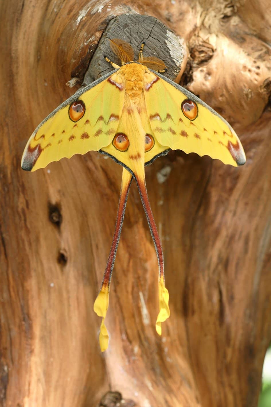 Pinocchio Multimedia Trail