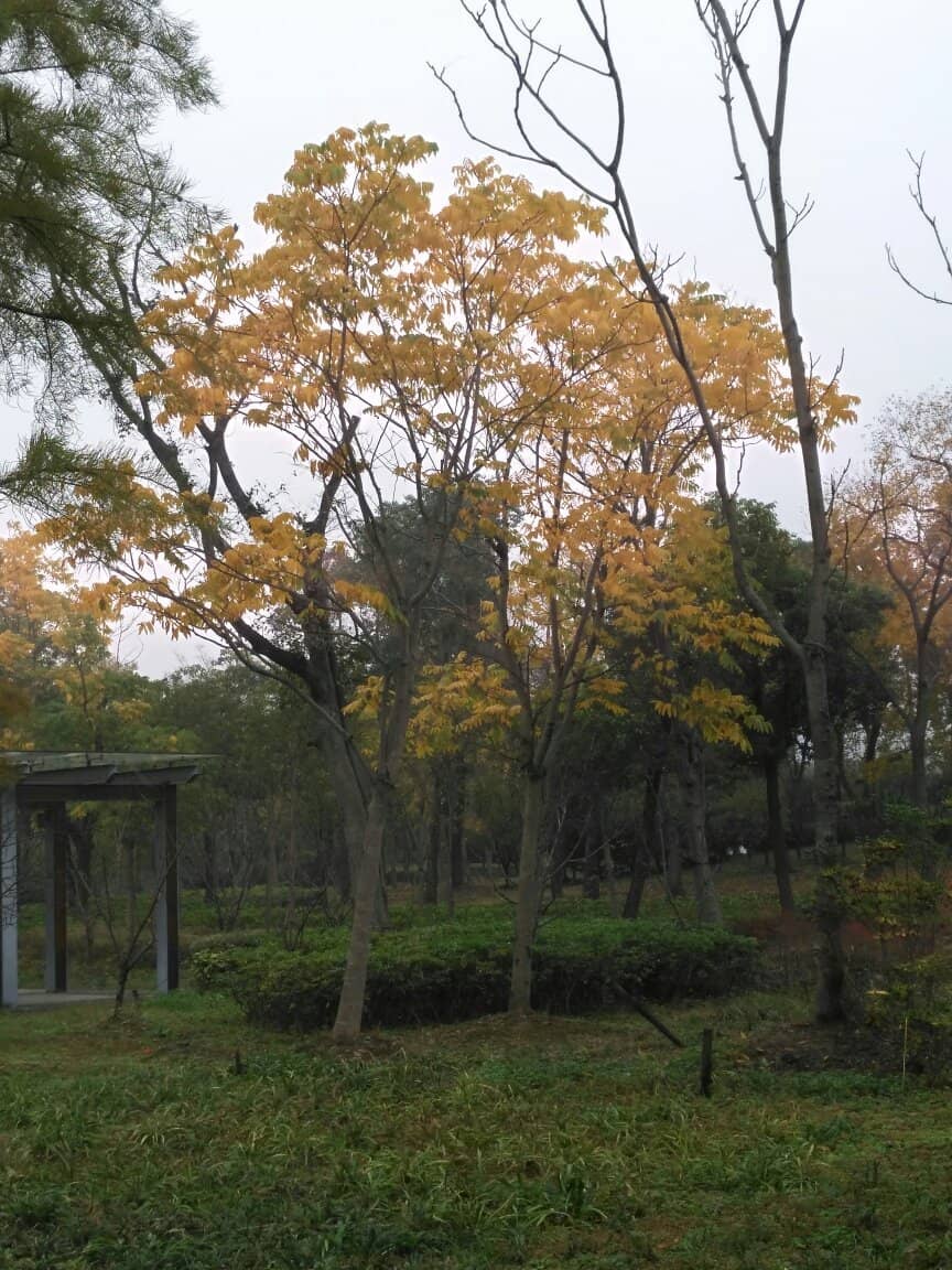 Refreshing Natural Ambiance