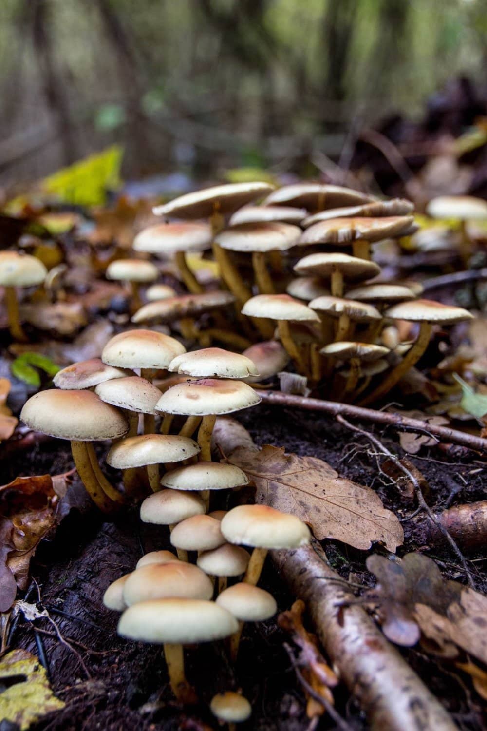 Green Woodworking Community