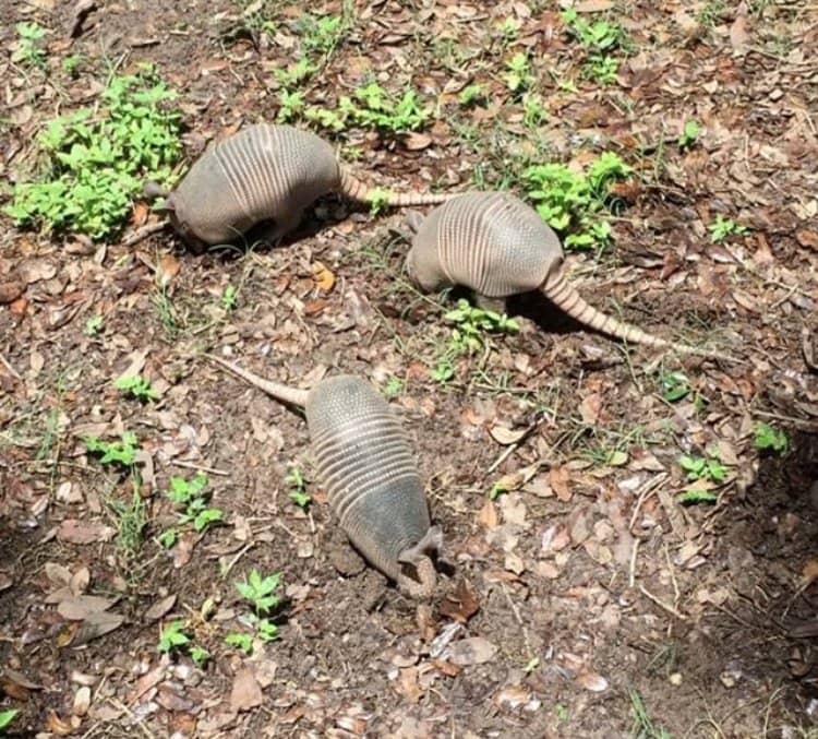 Gator Pond Encounters