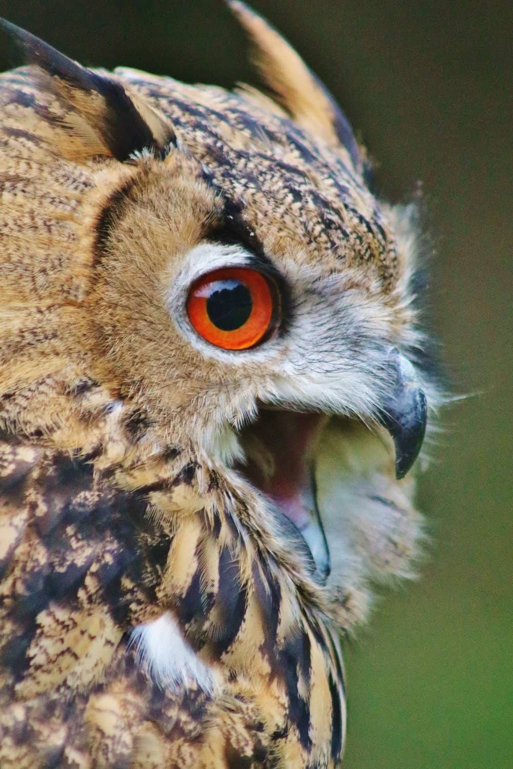 Bird of Prey Displays