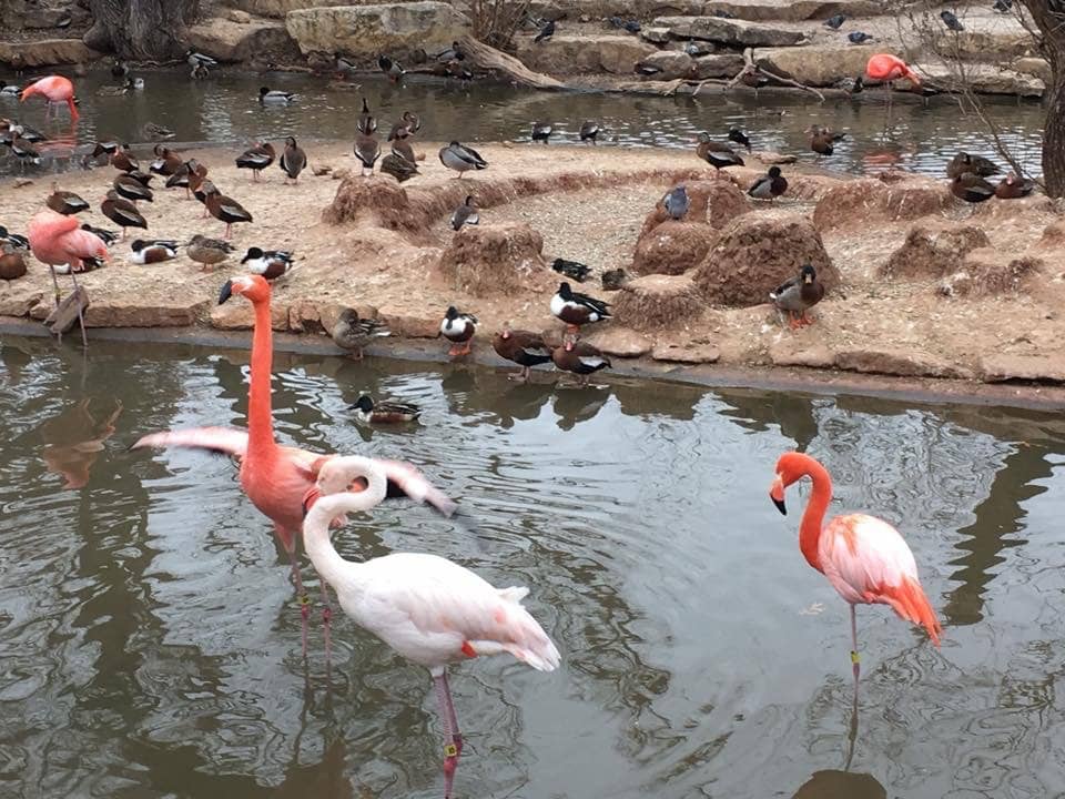 Sloth Bear Encounter