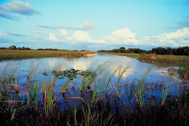 Alligator Encounters