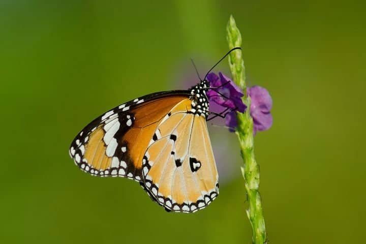 The Golden Chrysalis