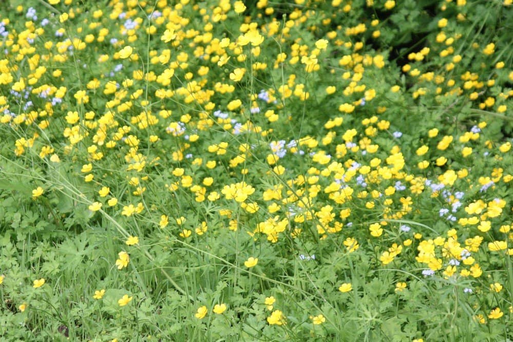 Family-Friendly Playgrounds