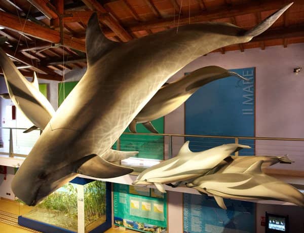 Stuffed Animal Displays