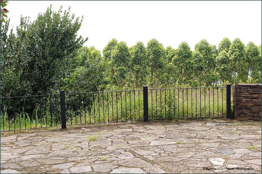 Serene Forest Trails