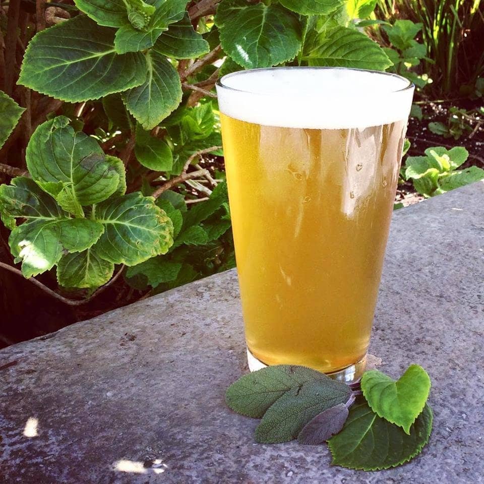 Dog-Friendly Patio Ambiance