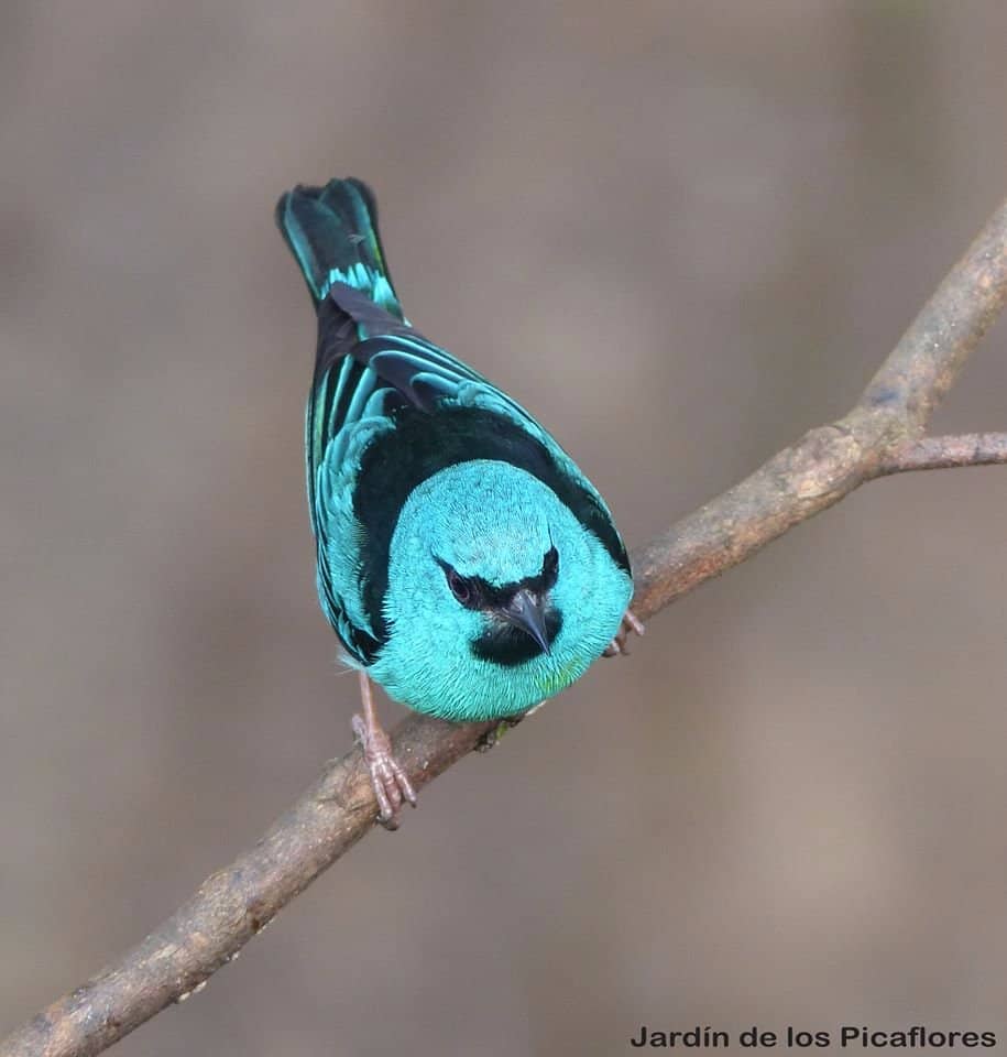 Hummingbird Spectacle