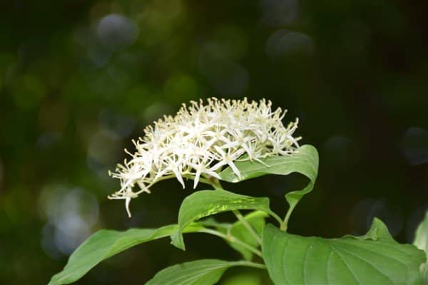 Alpine and Desert Gardens
