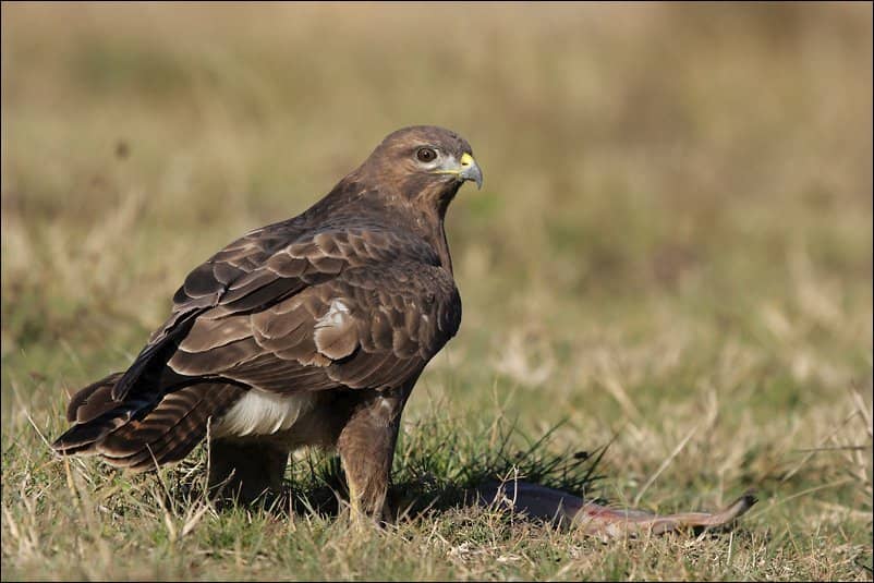 Natural Marshland Landscapes