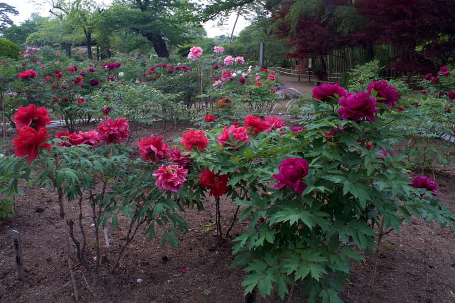Wisteria and Azalea Blooms