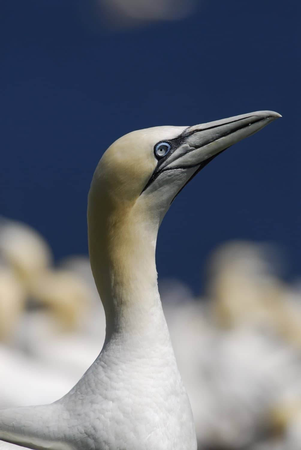 Northern Gannet Colony
