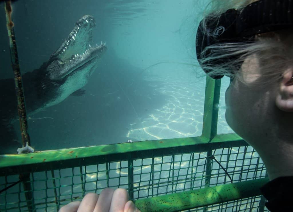 Cage Diving Experience