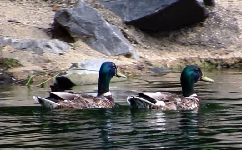 Long's Park Art Festival